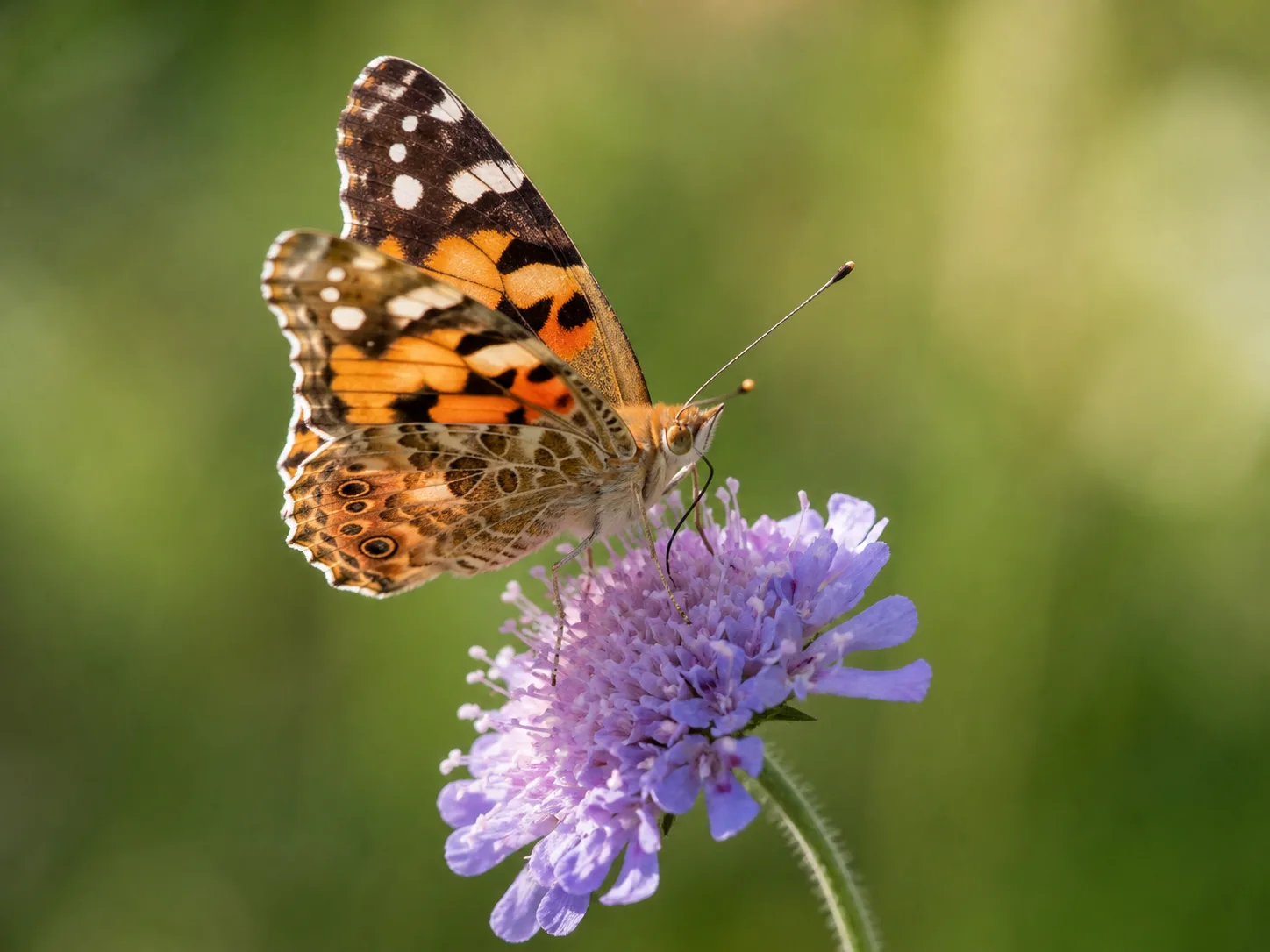 Recommended butterfly source with clean focus, intact wing edges, and balanced flower highlights