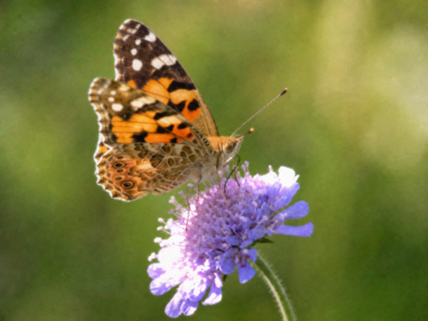 Avoid example of the same butterfly with blur, compression, noise, and clipped flower highlights