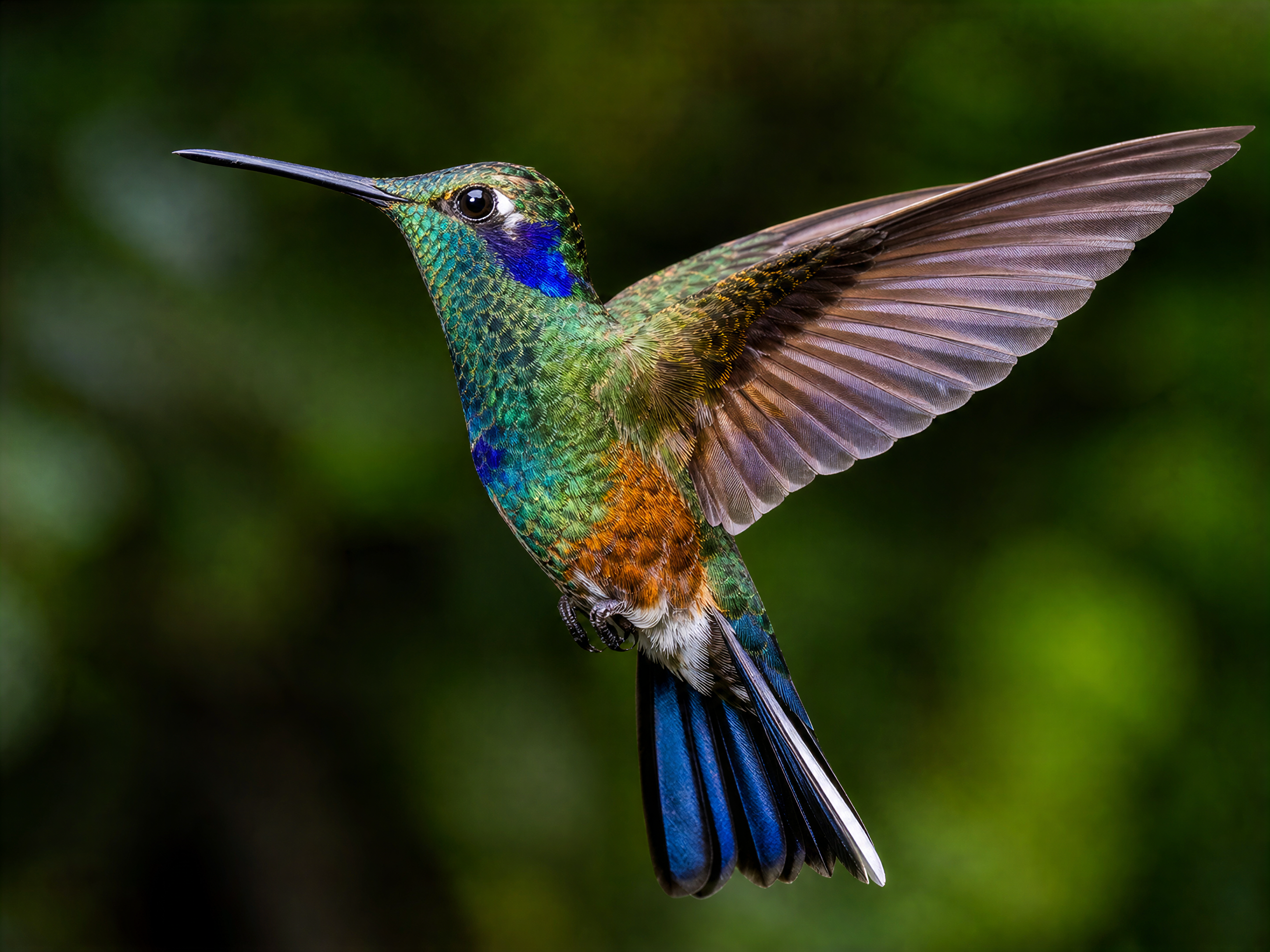 The same hummingbird after enhancement with clearer iridescent feathers, eye, wings, and tail