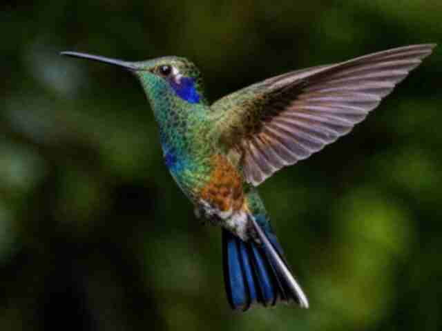 A low-resolution hummingbird photo with soft feather, eye, and wing detail