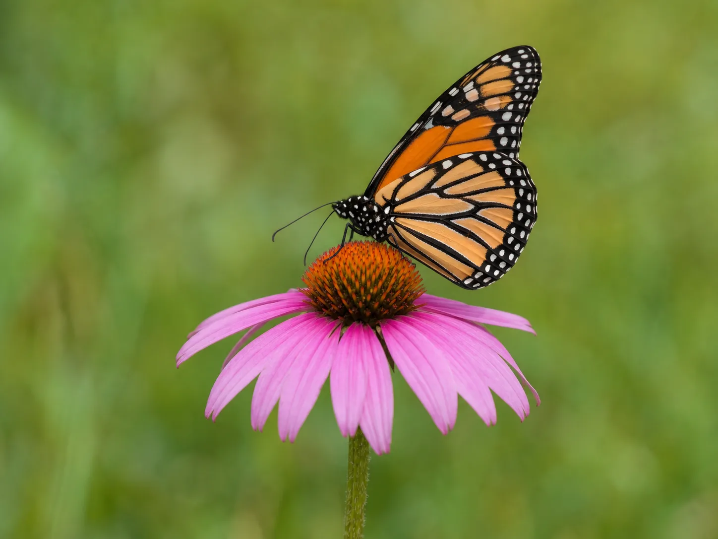 Recommended clean butterfly source with intact edges, balanced exposure, and visible wing detail