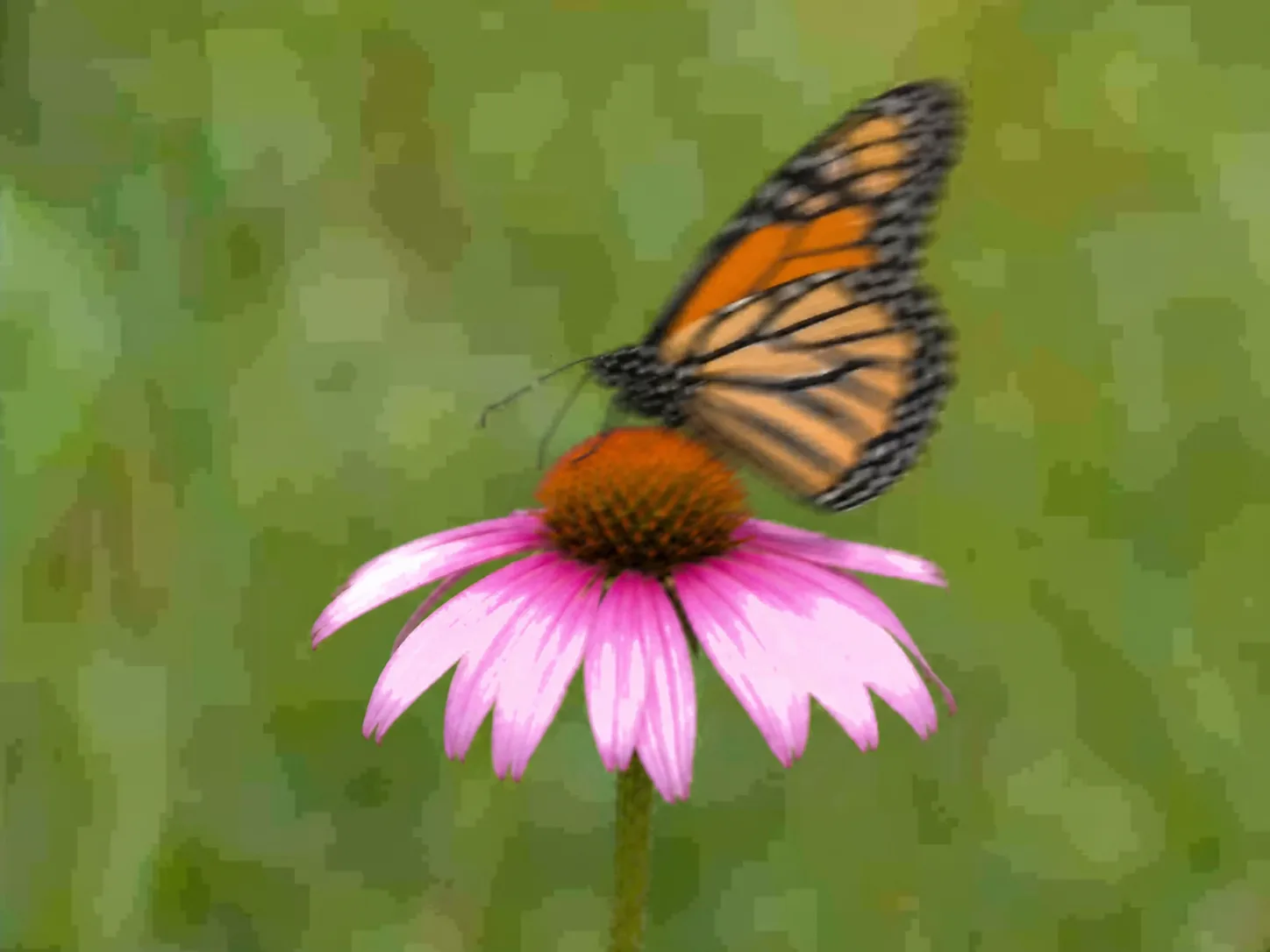 Avoid example of the same butterfly with motion blur, compression blocks, and clipped highlights